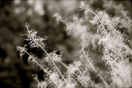 Wispy Flowers
