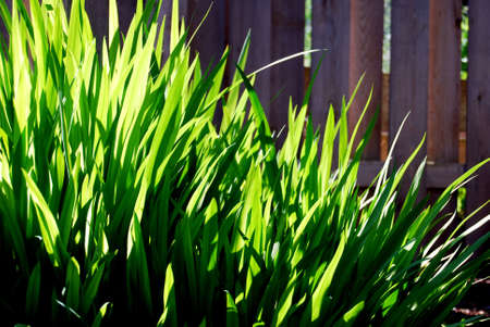 Green Grass and Wooden Fenceの写真素材