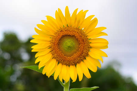 sunflower yellowの写真素材