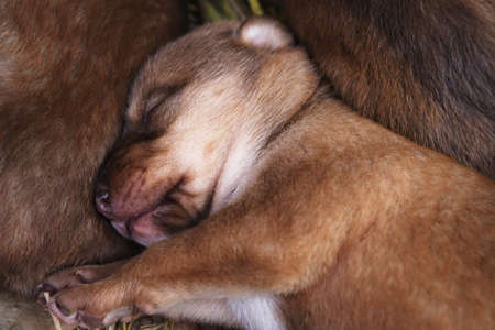 Newborn puppy eating breast milkの写真素材