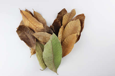 Piles of dried leaves form a heart that falls seasonally. Valentine's Day Concepts. Rubber tree leaves.の写真素材