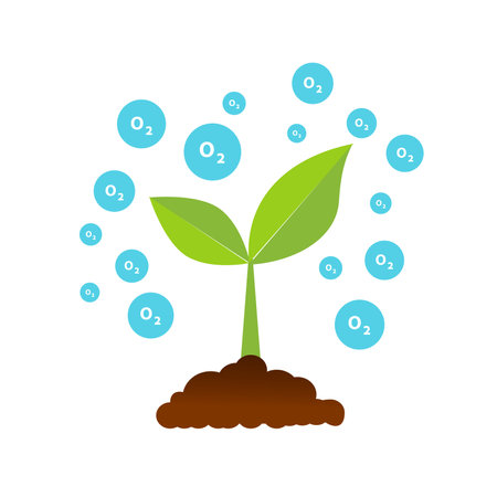 The tree that grows from seed is a big tree with green color and the seedlings grow into a big tree. Oxygen release illustrationのイラスト素材