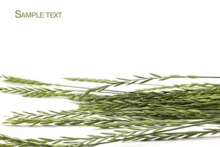 frame of grass for your designの写真素材