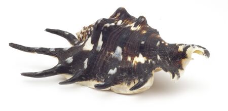 Beautiful shell on a white backgroundの写真素材