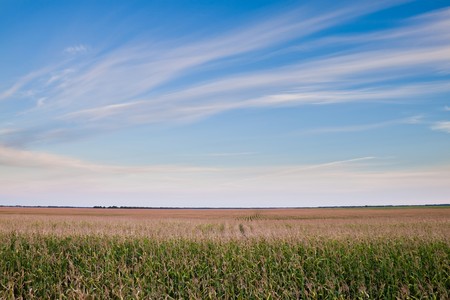 Maize crop in the field under clear skiesの写真素材