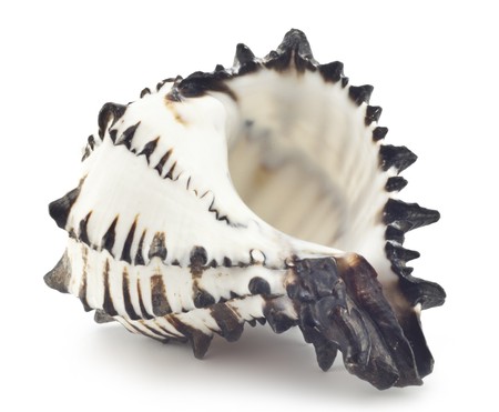 Beautiful shell on a white background for your design