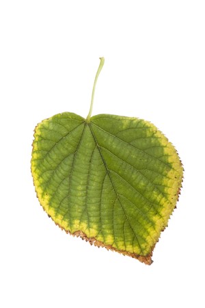 Dried autumn leaf on a white background. There is a pathの写真素材