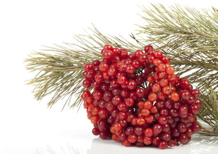Ripe viburnum and pine branch on a white backgroundの写真素材