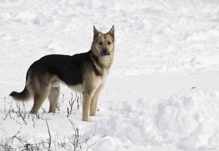 The dog is standing in the snow and looks into the camera