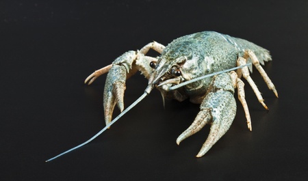 Blue crayfish on a black background for your designの写真素材