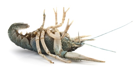 Blue crayfish lying on his back on a white backgroundの写真素材