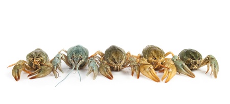 Orange and blue crayfish on a white background for your designの写真素材