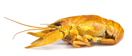 boiled, red crayfish on a white background for your designの写真素材
