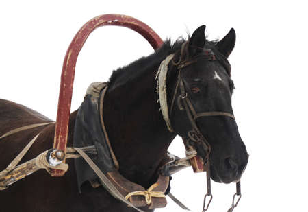 Drawn by a horse in the winter on a white background for your designの写真素材