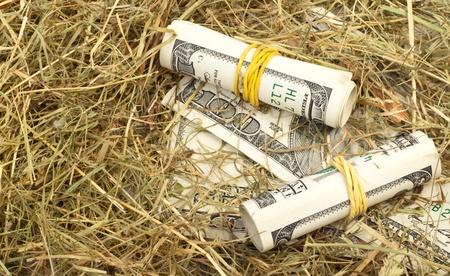 Roll of hundred US dollar bill laying in bird nest with soft shadowの写真素材