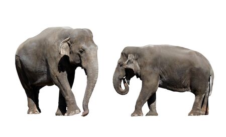 two large elephant isolated on a white backgroundの写真素材