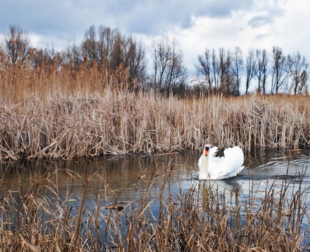 Swan swimming on the pond for you designの写真素材