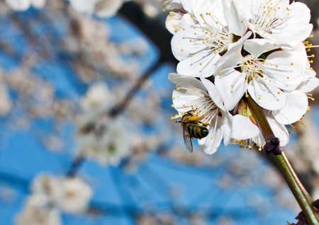 Macro of bee harvesting in open apricot flower 