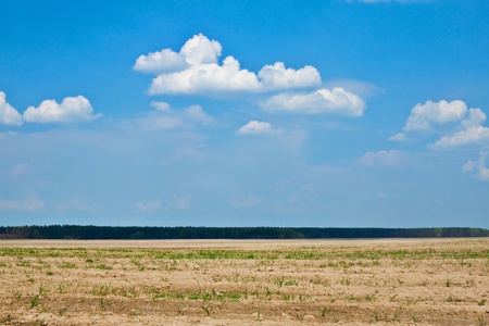 spring sown field with a clear cloudy sky