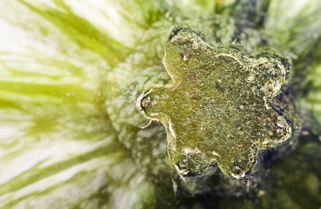 texture with fruit squashの写真素材