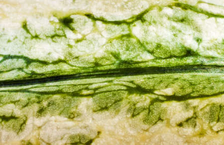 texture with fruit squashの写真素材