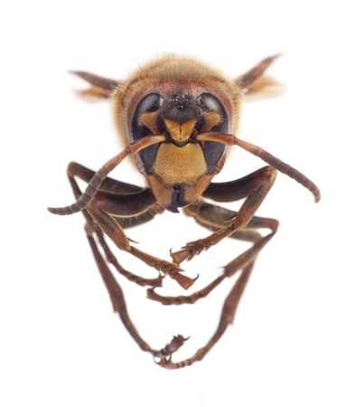 Big hornet on white background の写真素材