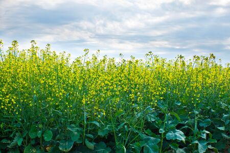 Rapeseed field with the sky