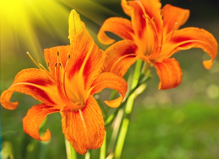 Two lily flowers (Lilium leucanthum) の写真素材