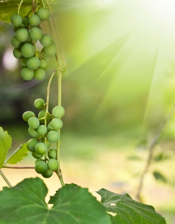 branch of green grapes. Frame for you designの写真素材