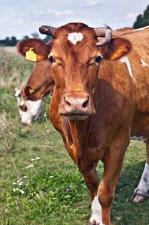 grazing cows in a field on a clear dayの写真素材