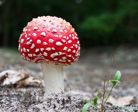 Close-up picture of a Amanita poisonous mushroom in nature の写真素材