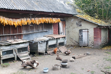 Dried corn, hanging under the roof of the shed