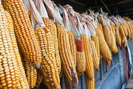 Dried corn, hanging under the roof of the shedの写真素材