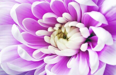 Beautiful pink chrysanthemum petals closeupの写真素材