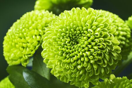 Green chrysanthemum flowers with space for textの写真素材
