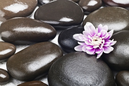 Spa stones with flowers on a white backgroundの写真素材