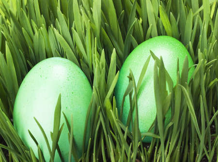 Easter eggs in Fresh Green Grass 