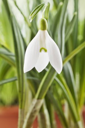 Fresh snowdrop on green background. Natural compositionの写真素材