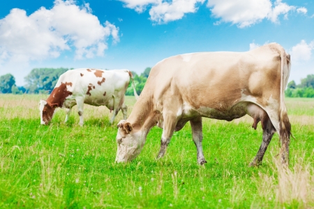 Cows grazing on meadow under blue cloudy sky の写真素材