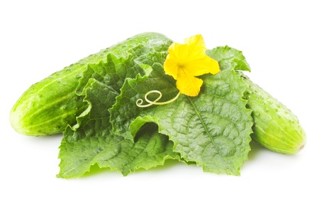 Heap of fresh green cucumbers with leaf and yellow flowers. Placed on white background. Close-upの写真素材