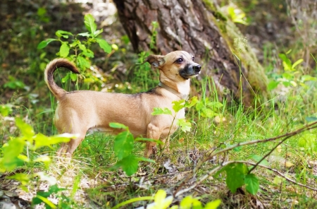 Toy Terrier in nature, in the forestの写真素材
