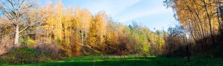 Beautiful autumn landscape with birchesの写真素材