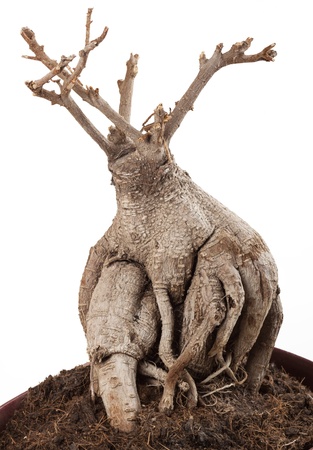 dry dead tree on a white background in the groundの写真素材