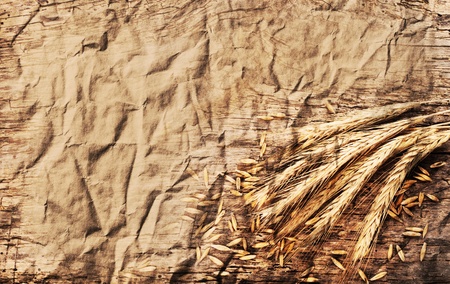 spikelets of wheat on the old crumpled paperの写真素材