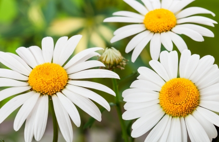 Wild chamomile. White flowers. Selective focus. Bokeh の写真素材