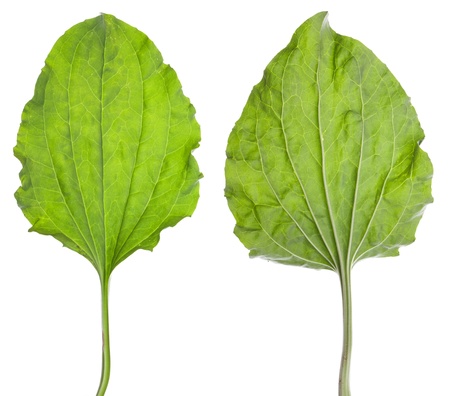 plantain leves isolated on a white. Clipping Pathの写真素材