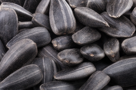 detail of sunflower seeds background の写真素材