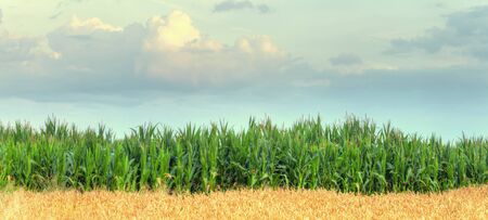 green field of corn growing upの写真素材