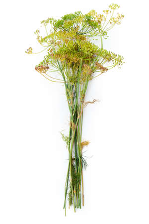 Dill flower isolated on white の写真素材