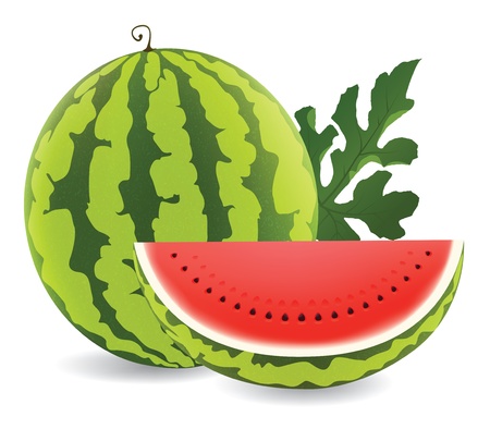 illustration of juicy water melon kept on white isolated background のイラスト素材